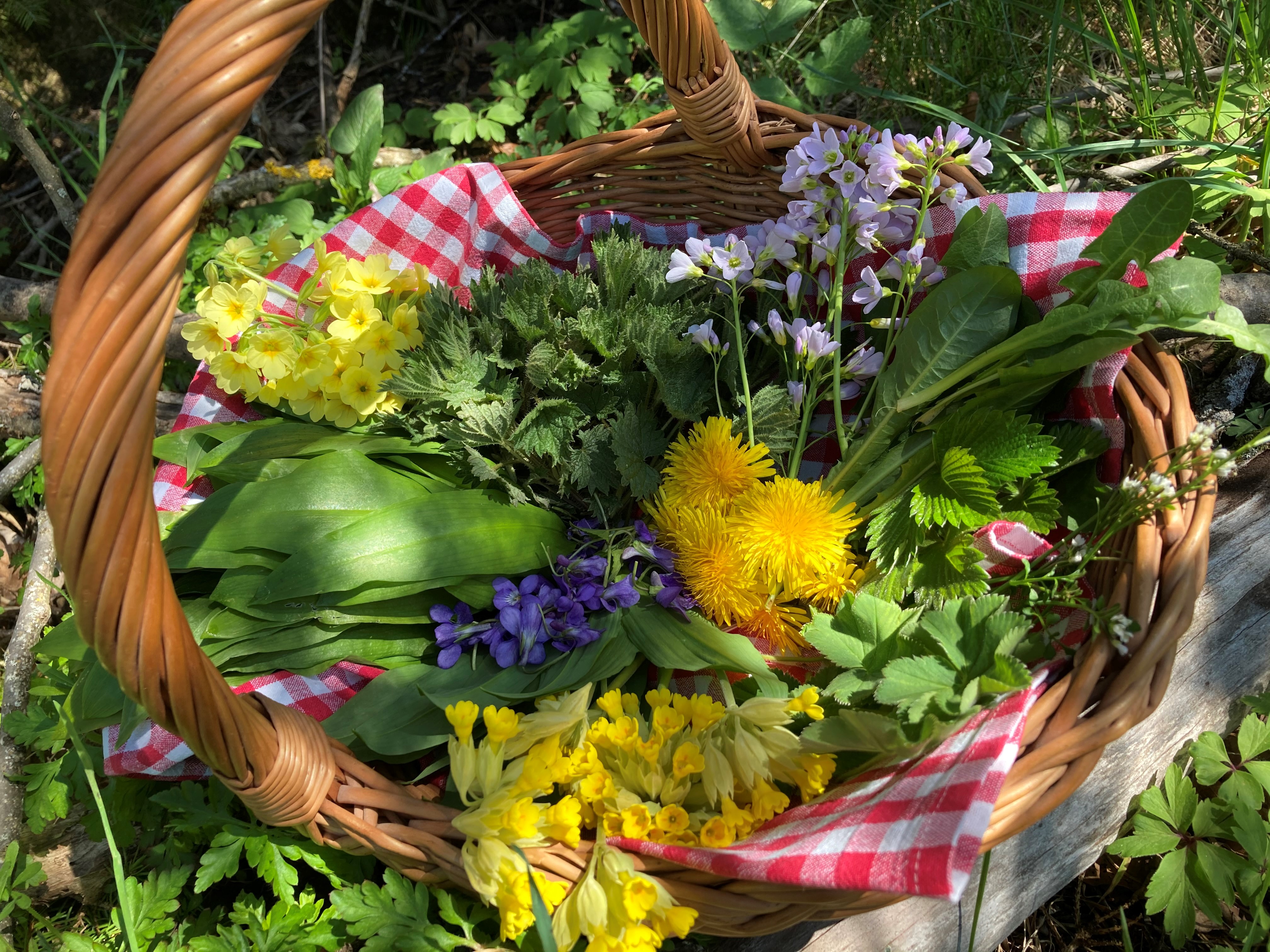 A la rencontre des plantes sauvages du printemps