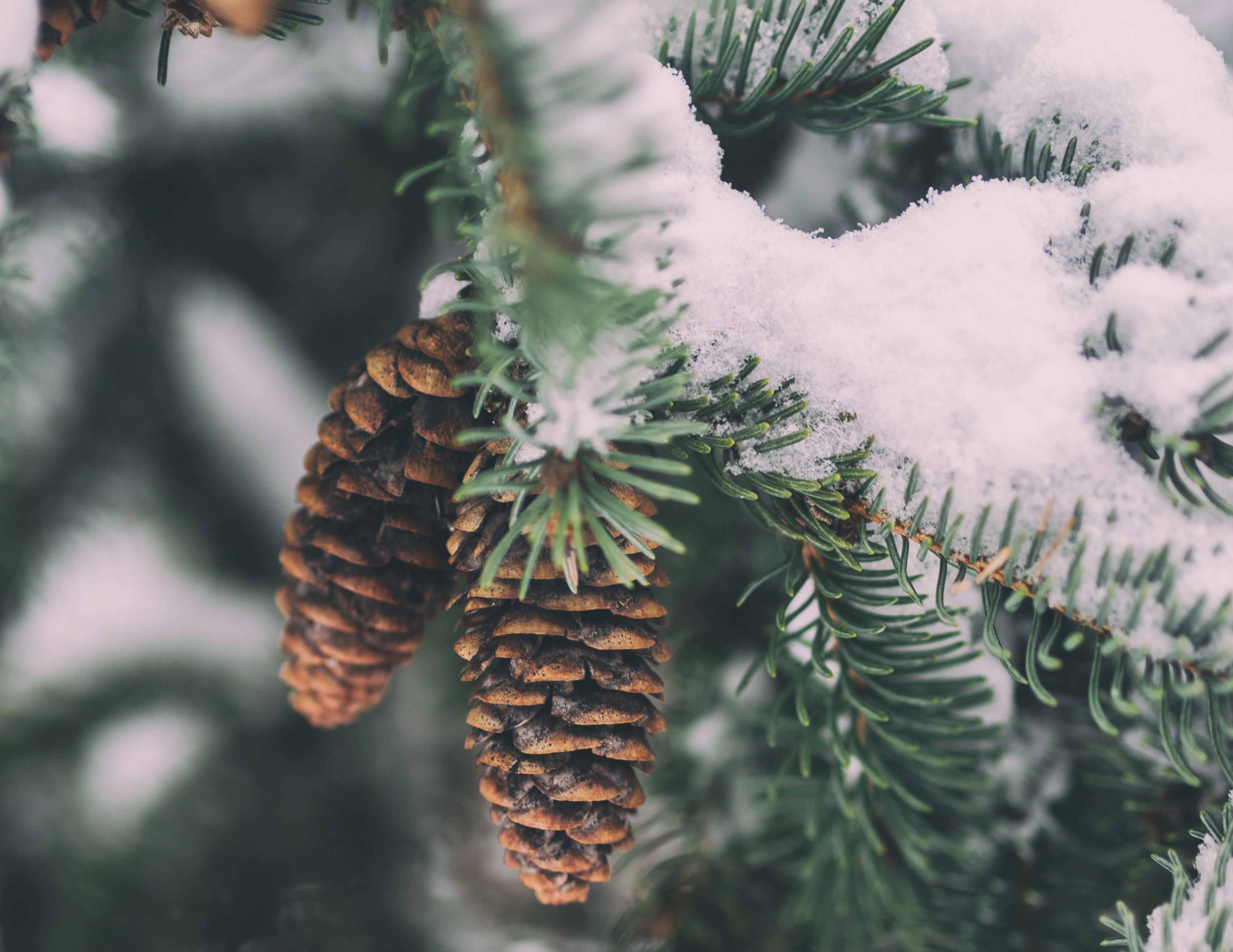 A la rencontre de la nature en hiver