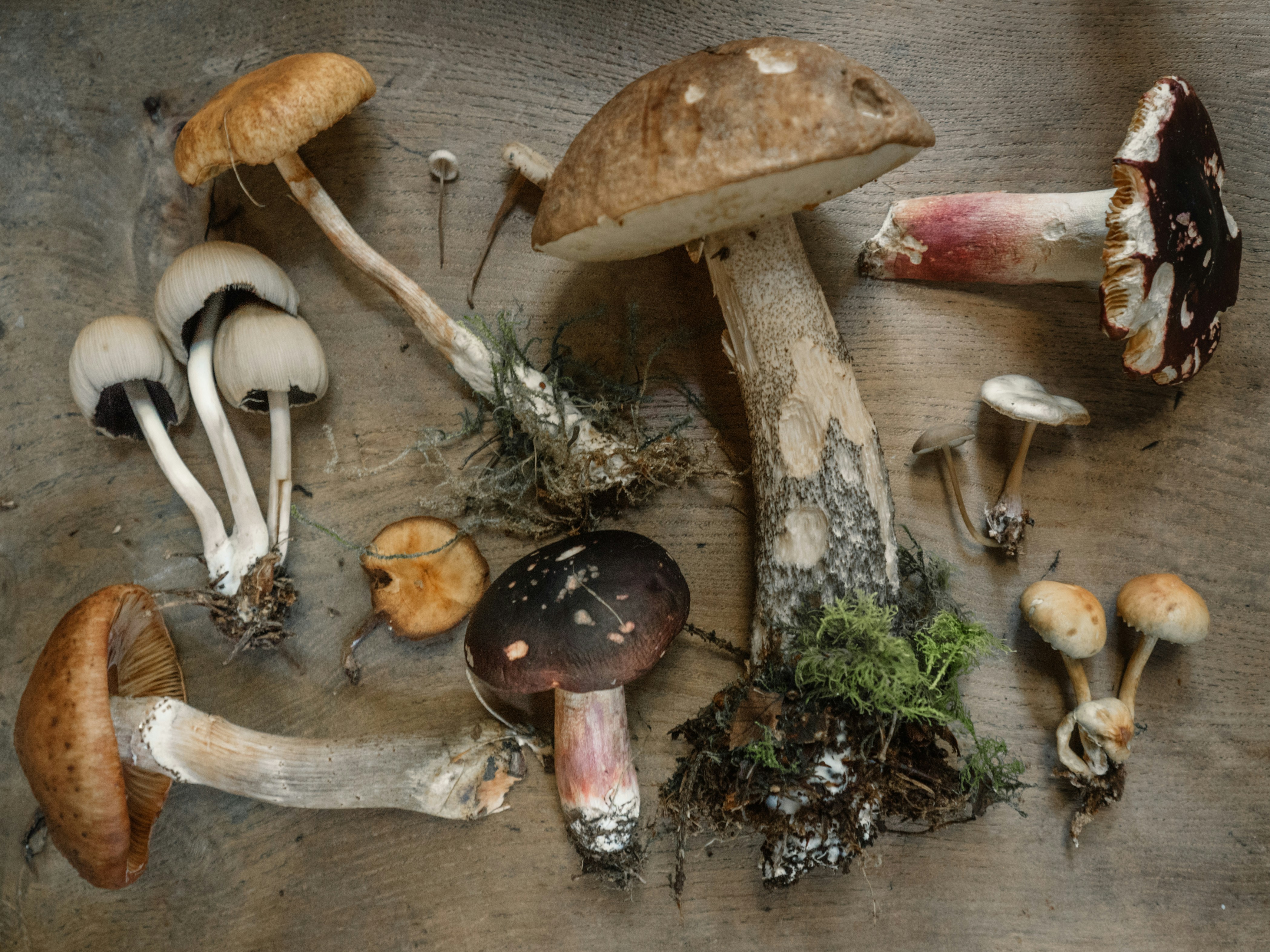 Les champignons - découverte et identification