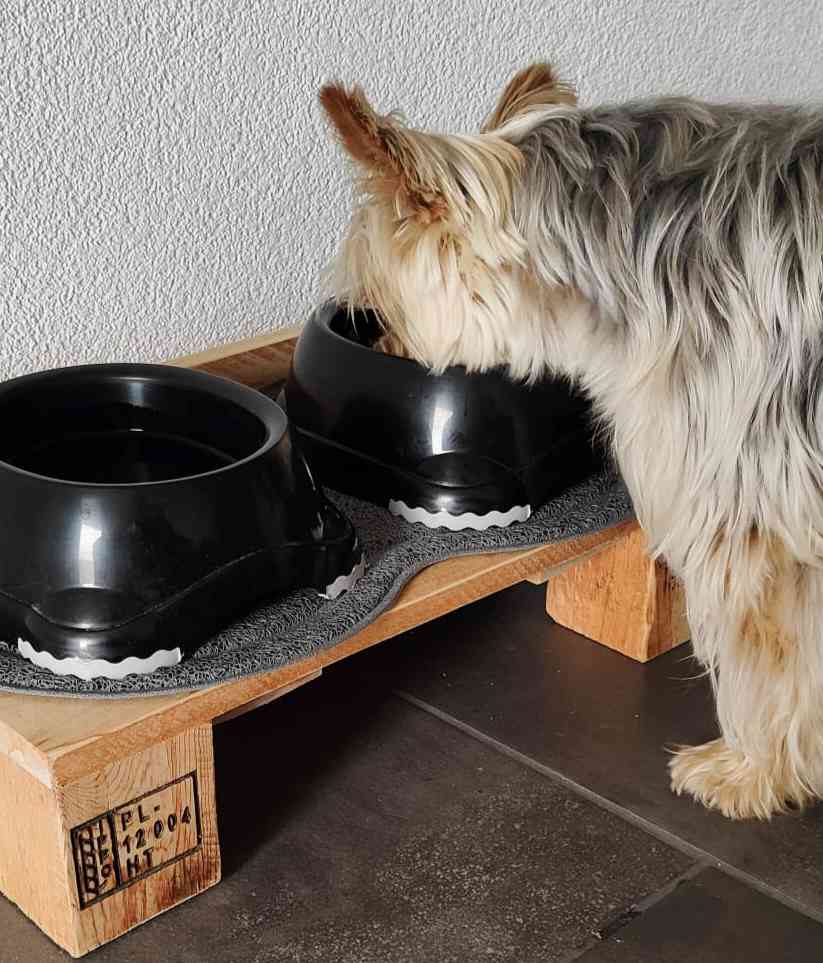 Nourriture maison pour chien : pratique