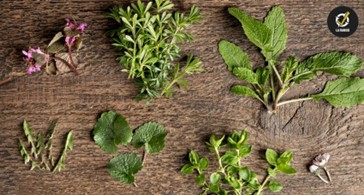 Découvrir les plantes sauvages comestibles