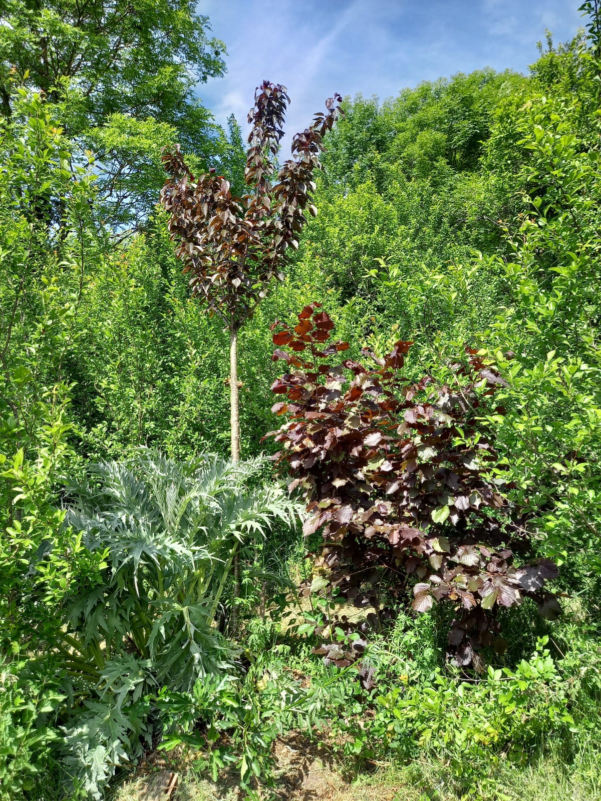 Les bosquets de plantes vivaces