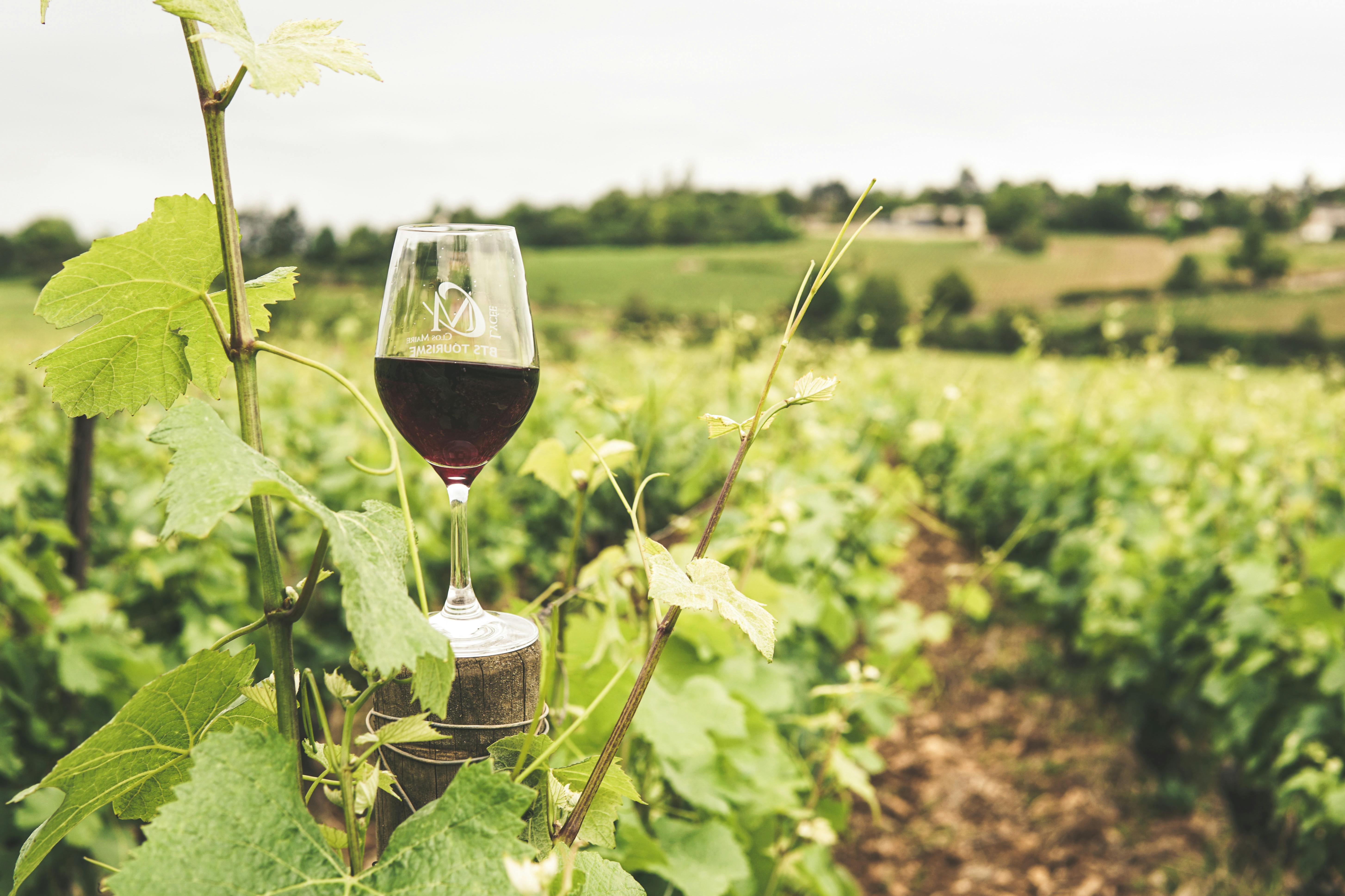 Dégustation de vins de Bourgogne méconnus