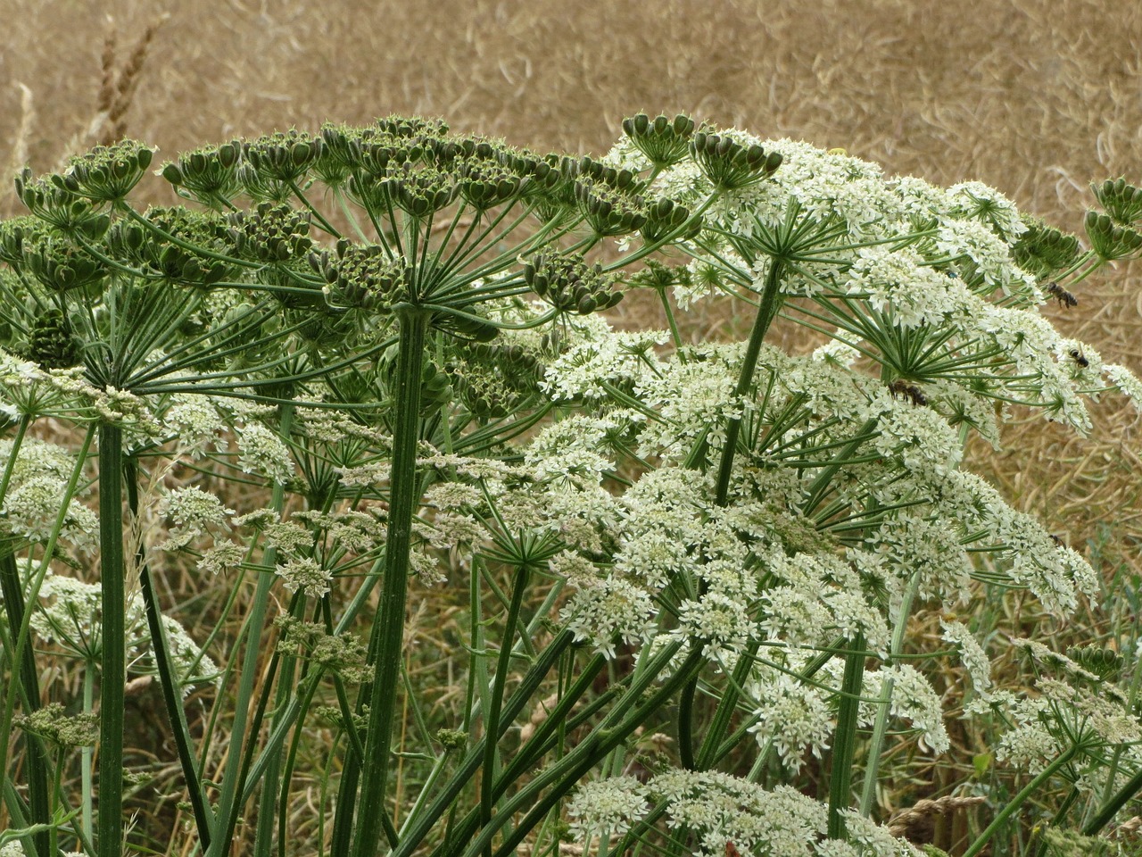 Randonnée naturaliste : la Berce spondyle (Heracleum Sphondylium)