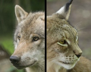 Le lynx et le loup