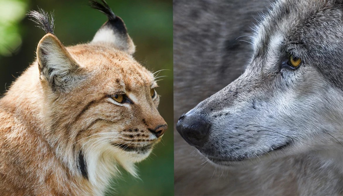 Le lynx et le loup