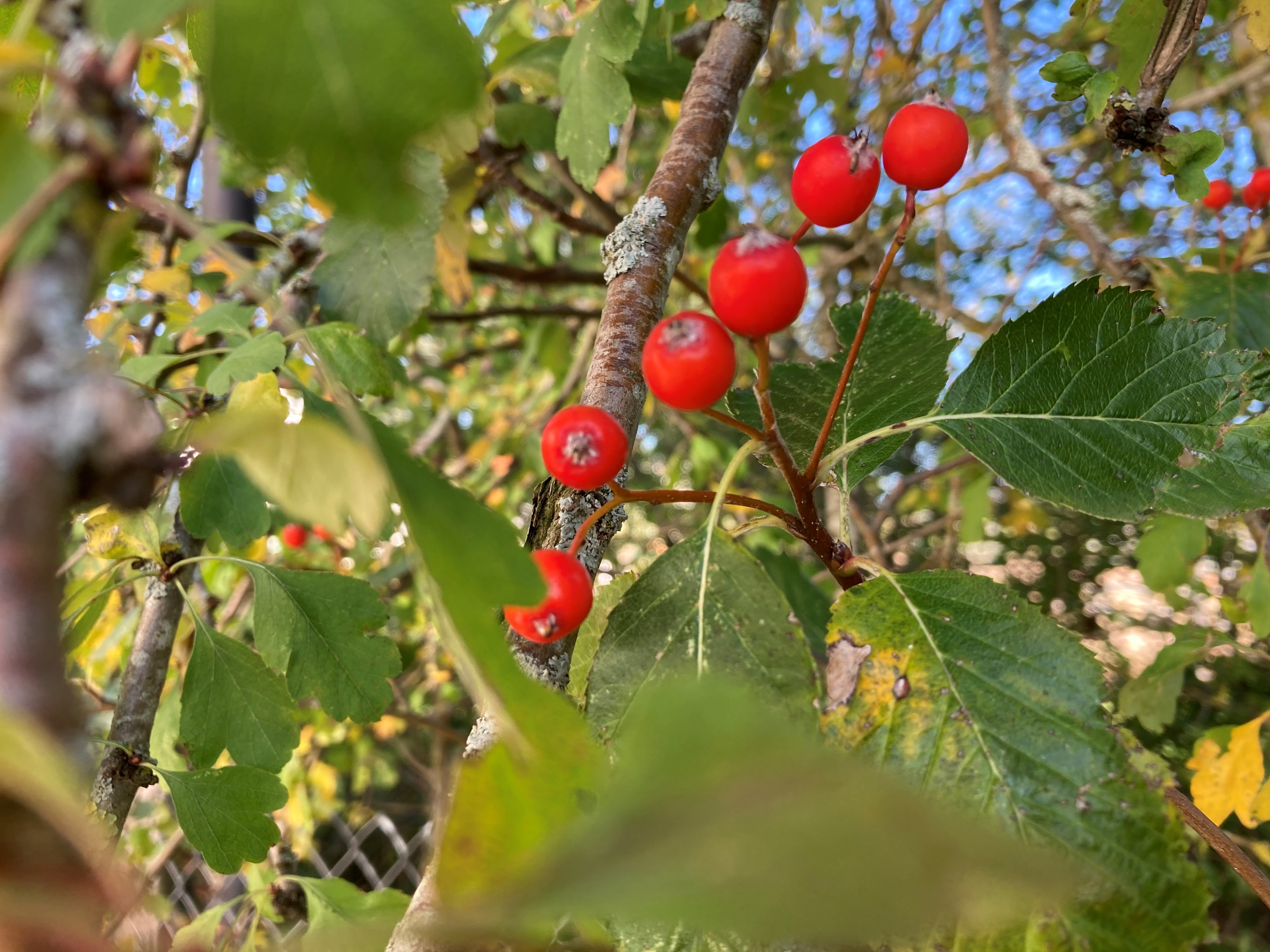 Découvrir les plantes et les petits fruits sauvages d’automne