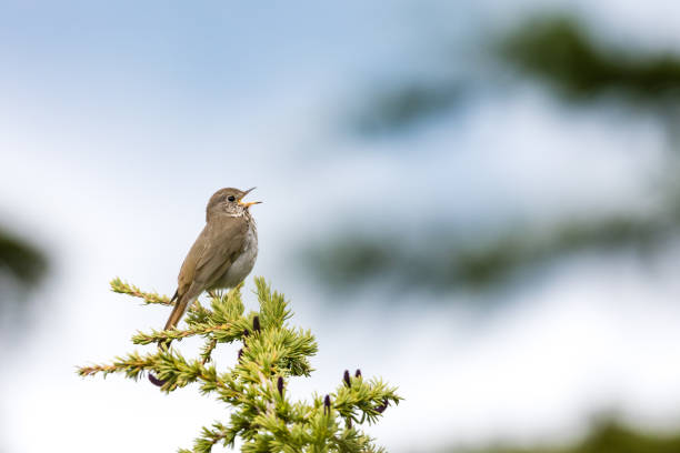 Les Oiseaux