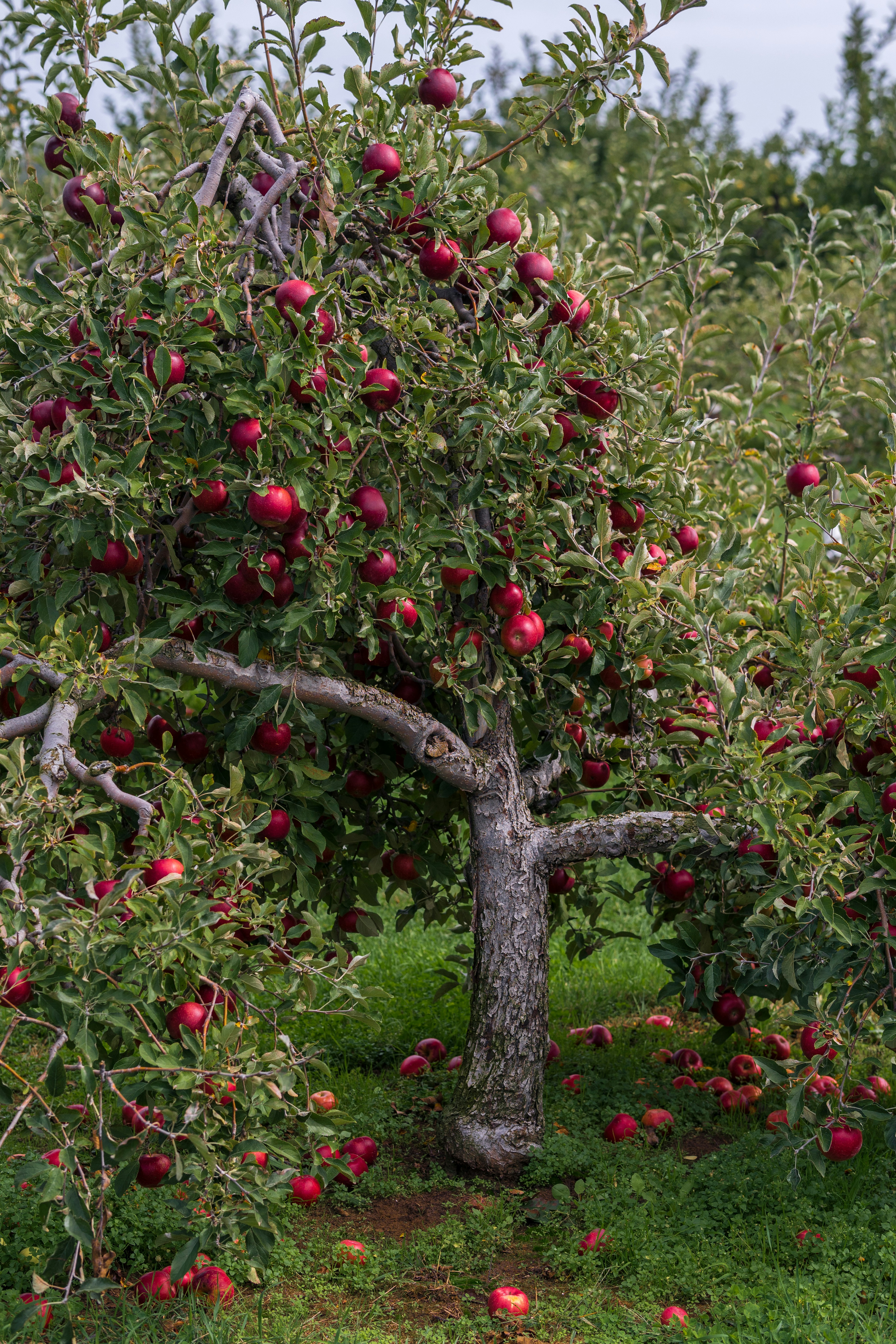 Taille des arbres fruitiers haute tige