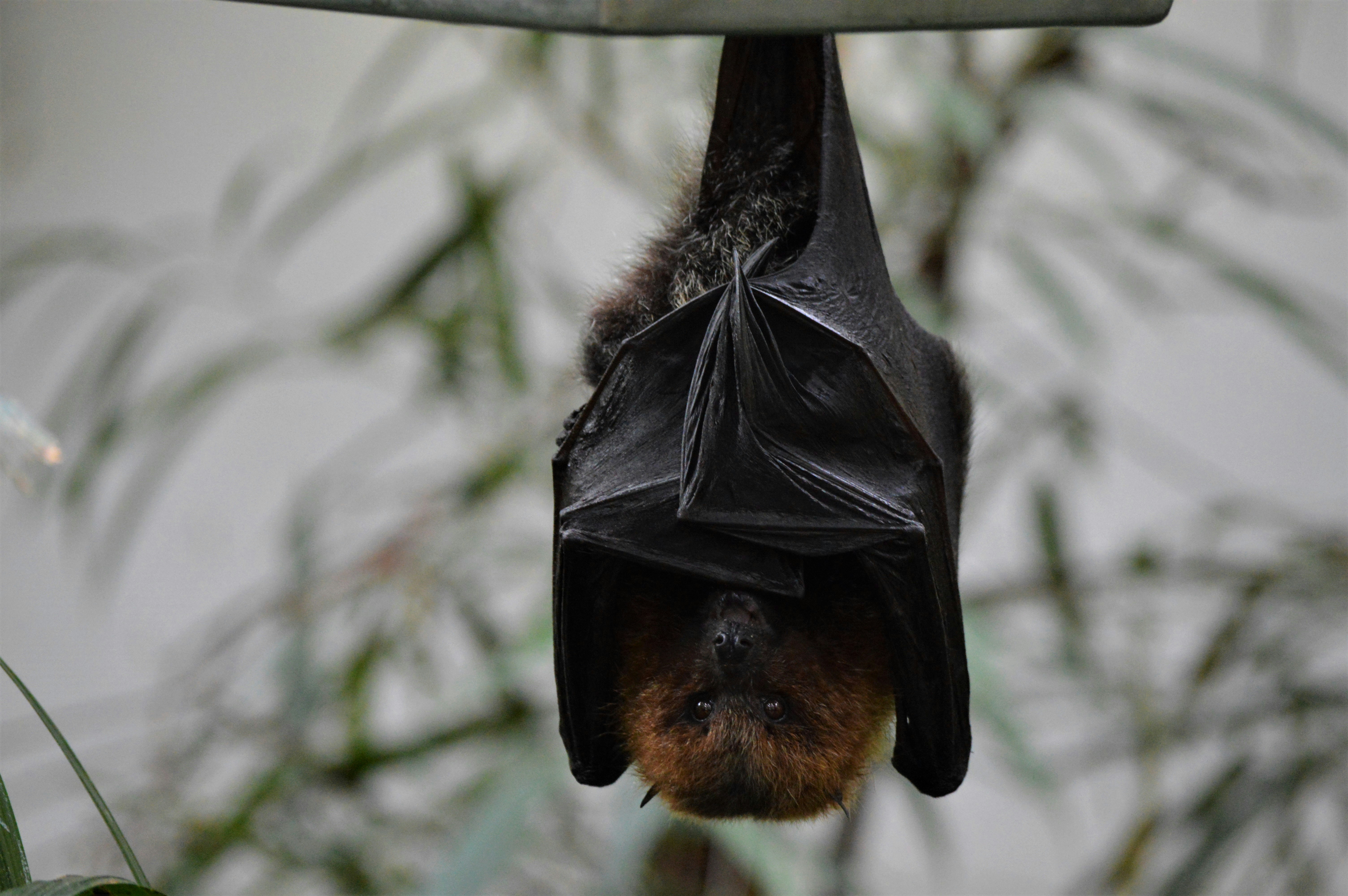 Hibernation des chauves-souris à la grotte de Réclère