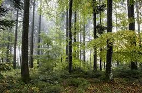 Immersion en forêt à la découverte des essences forestières, de la biodiversité et sensibilisation aux enjeux du changement climatique