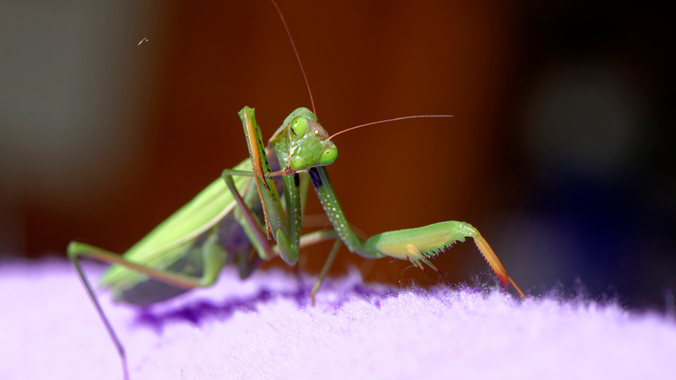 Initiation à la macrophotographie