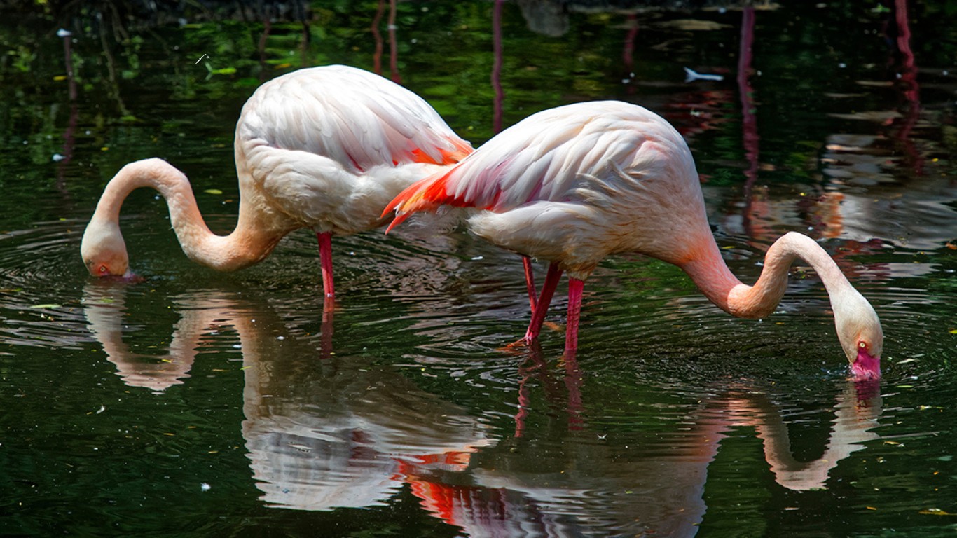 Photographie animalière initiation