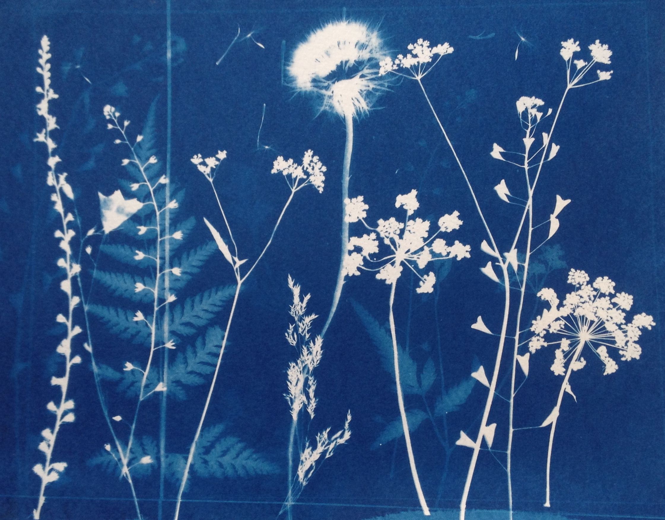 Cyanotype