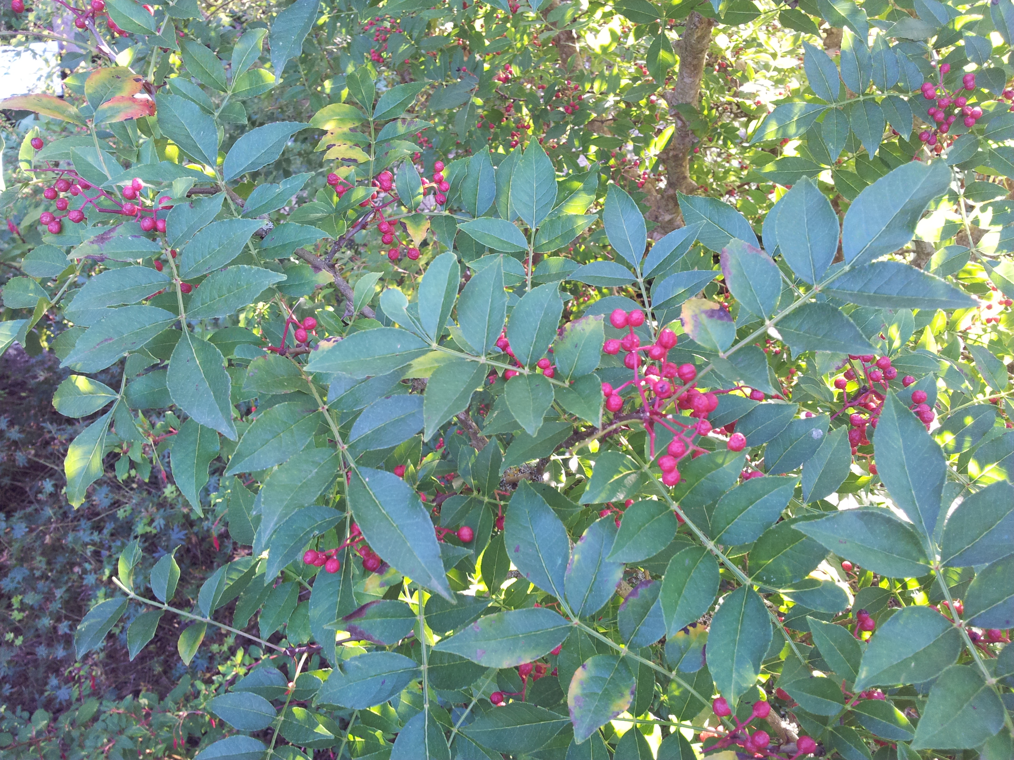 Epices d’ici et d’ailleurs