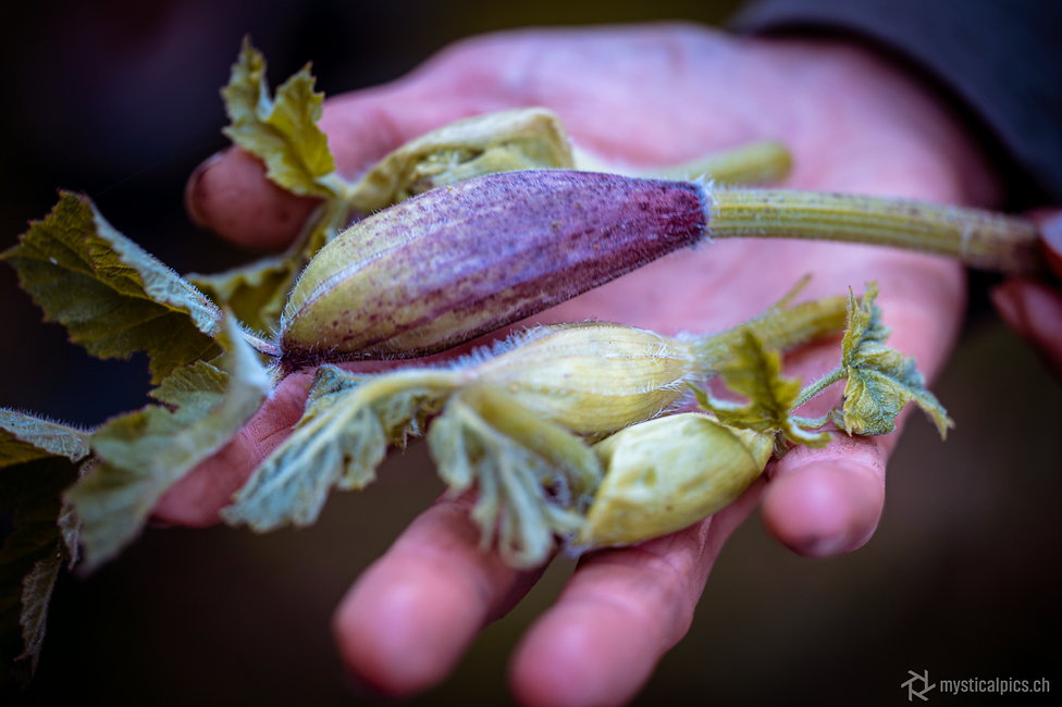 La berce et l’égopode, même famille, même délice !