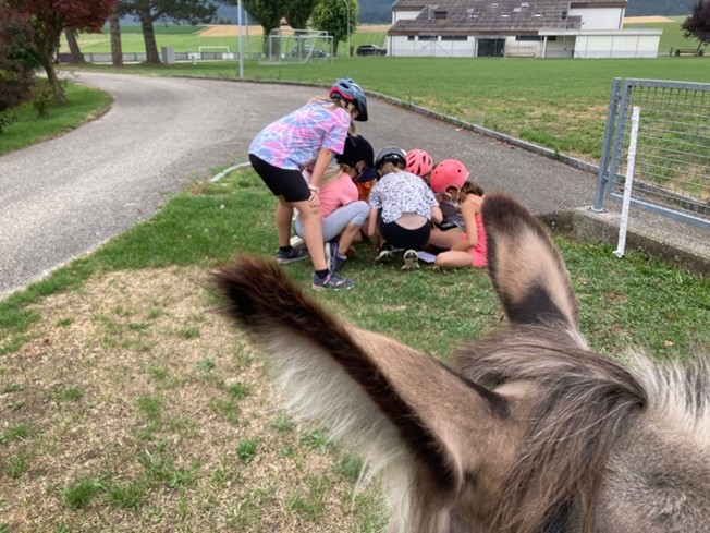 Chasse au trésor avec des ânes