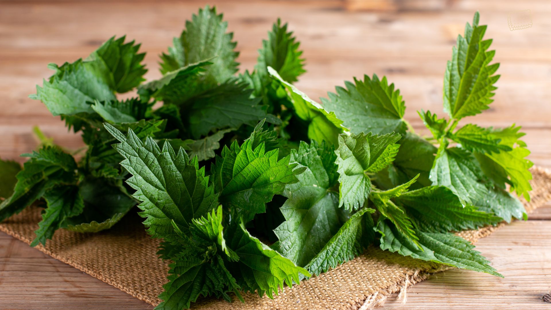 Les trésors de l'ortie, la 