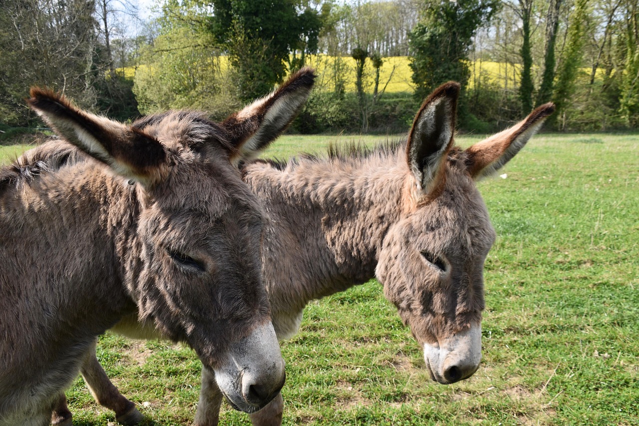 Randonnée avec des ânes