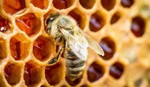 Initiation à l'apiculture