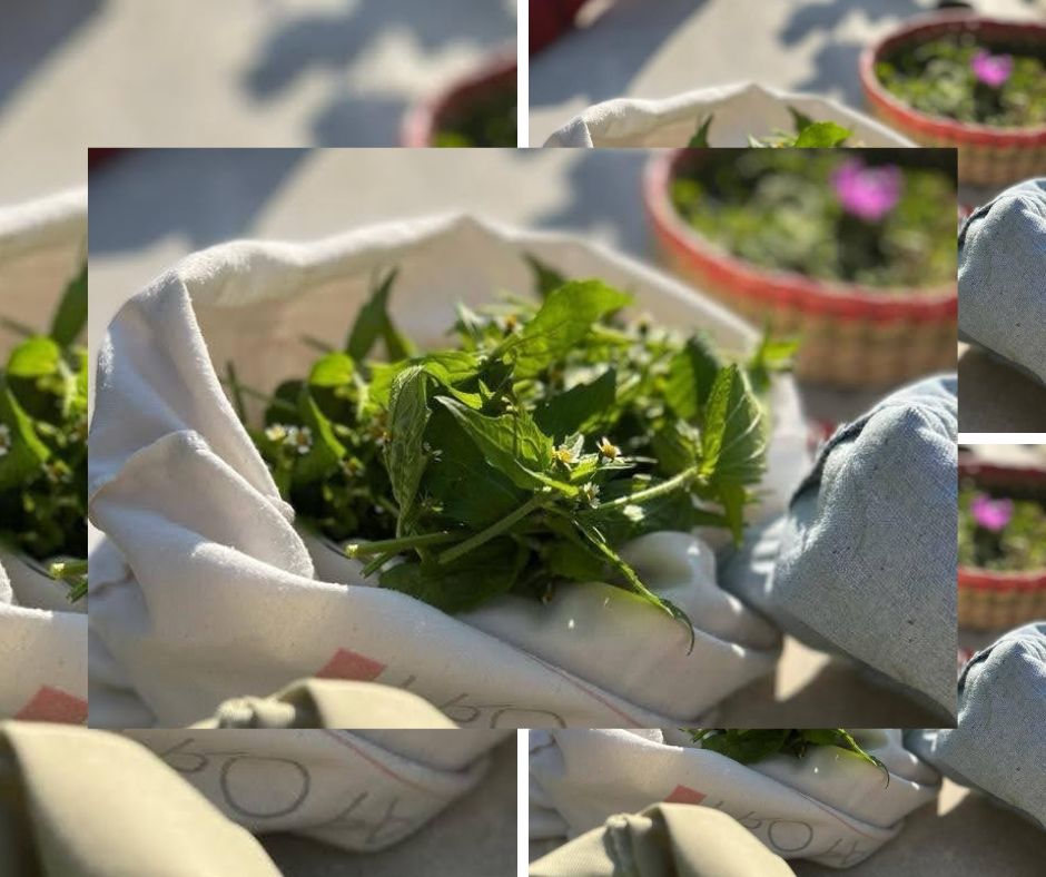 Cueillette de plantes sauvages comestibles