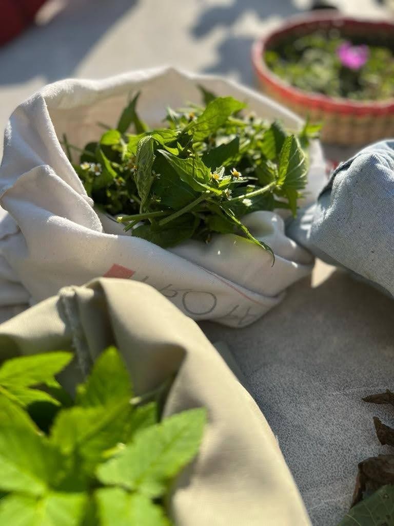 Cueillette de plantes sauvages comestibles