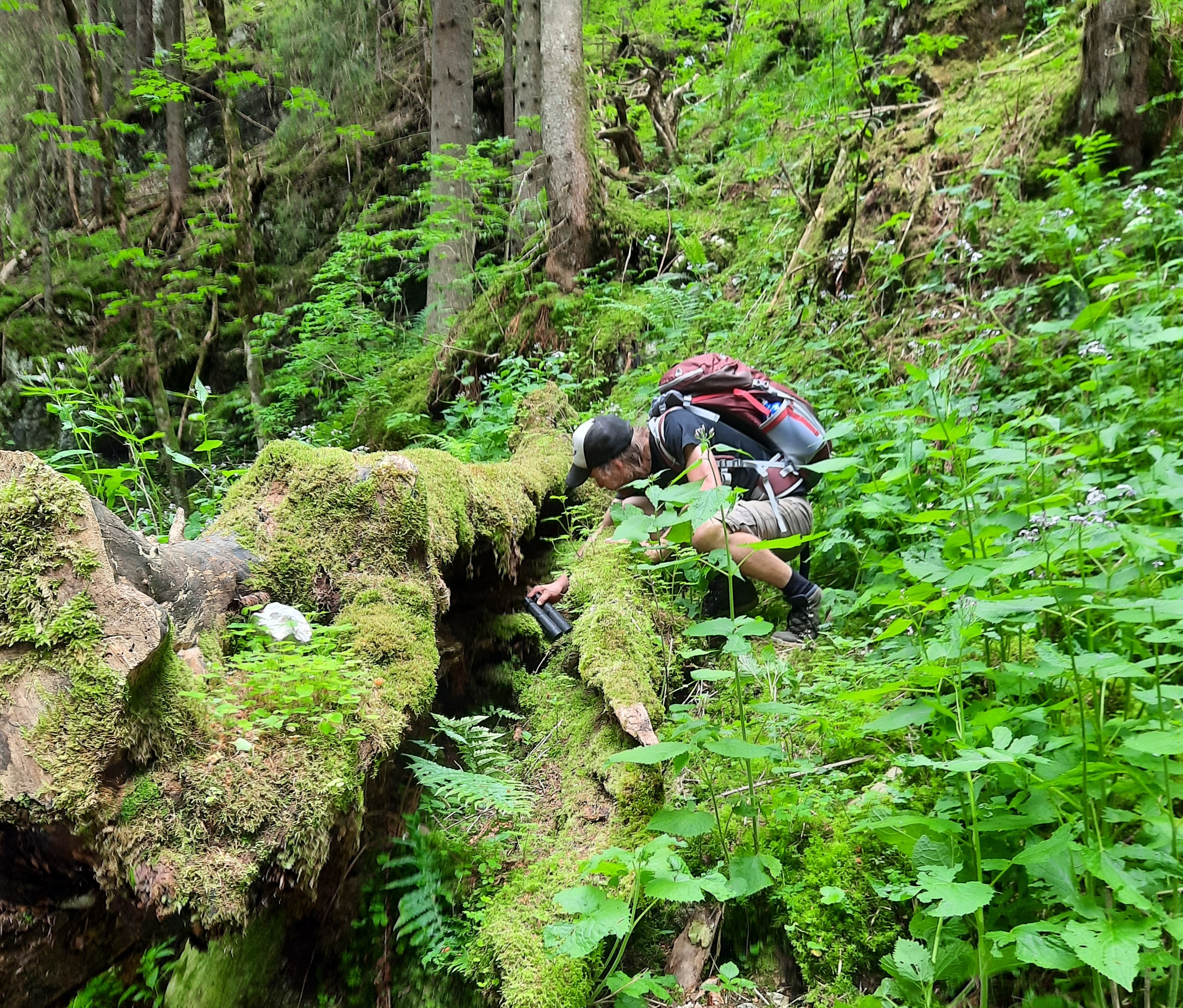 Randonnée naturaliste : cueillette et anecdotes