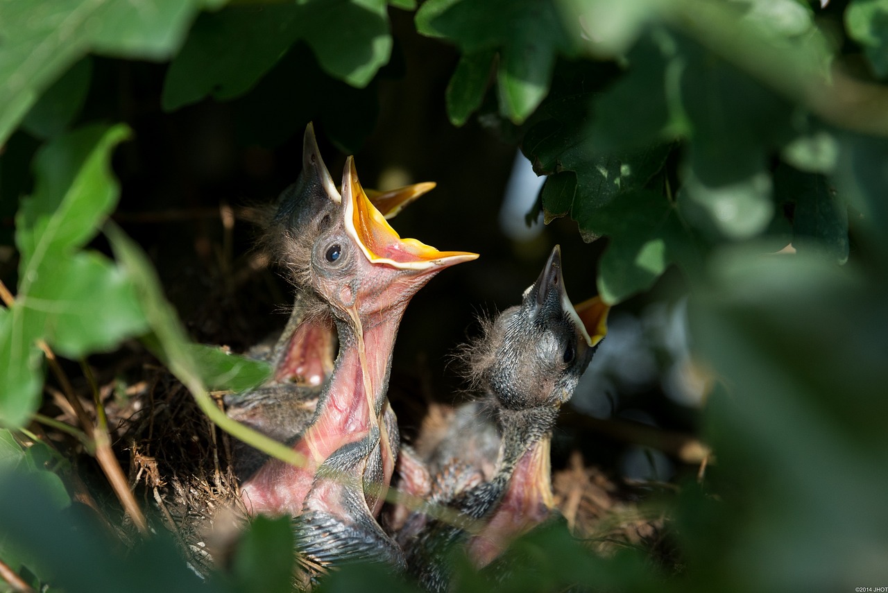 Les oiseaux au printemps et en été