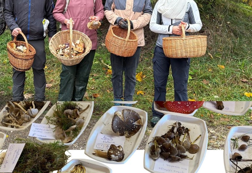 Reconnaître et déterminer un champignon