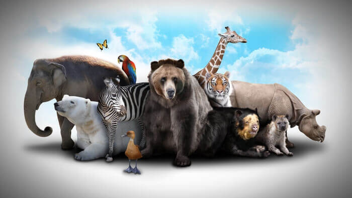 Animal totem en résines
