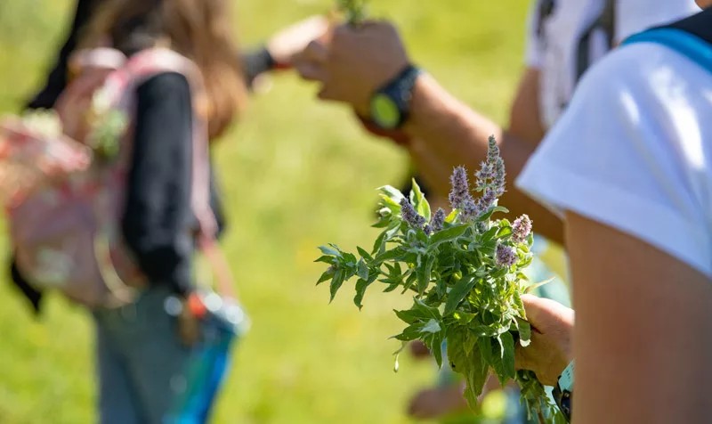 Cuisine de plantes sauvages