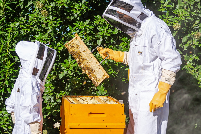 L'apiculture est-elle faite pour moi