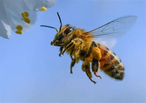 Découvrir le monde des abeilles