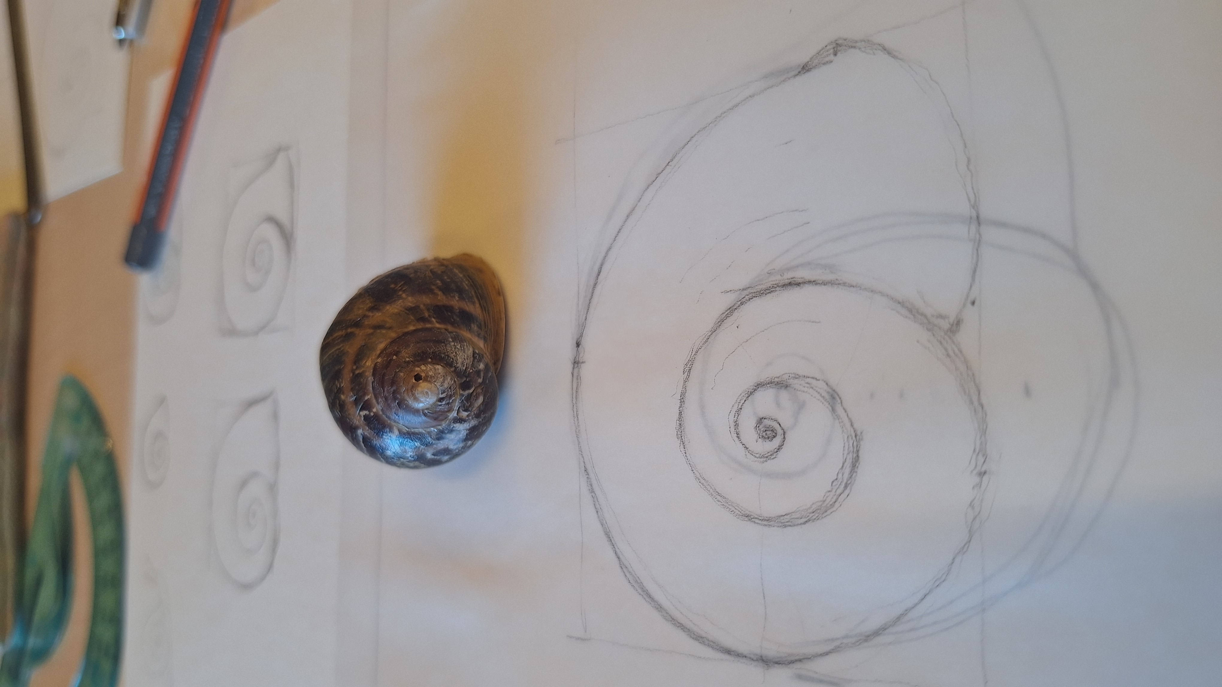 Observer et dessiner des escargots