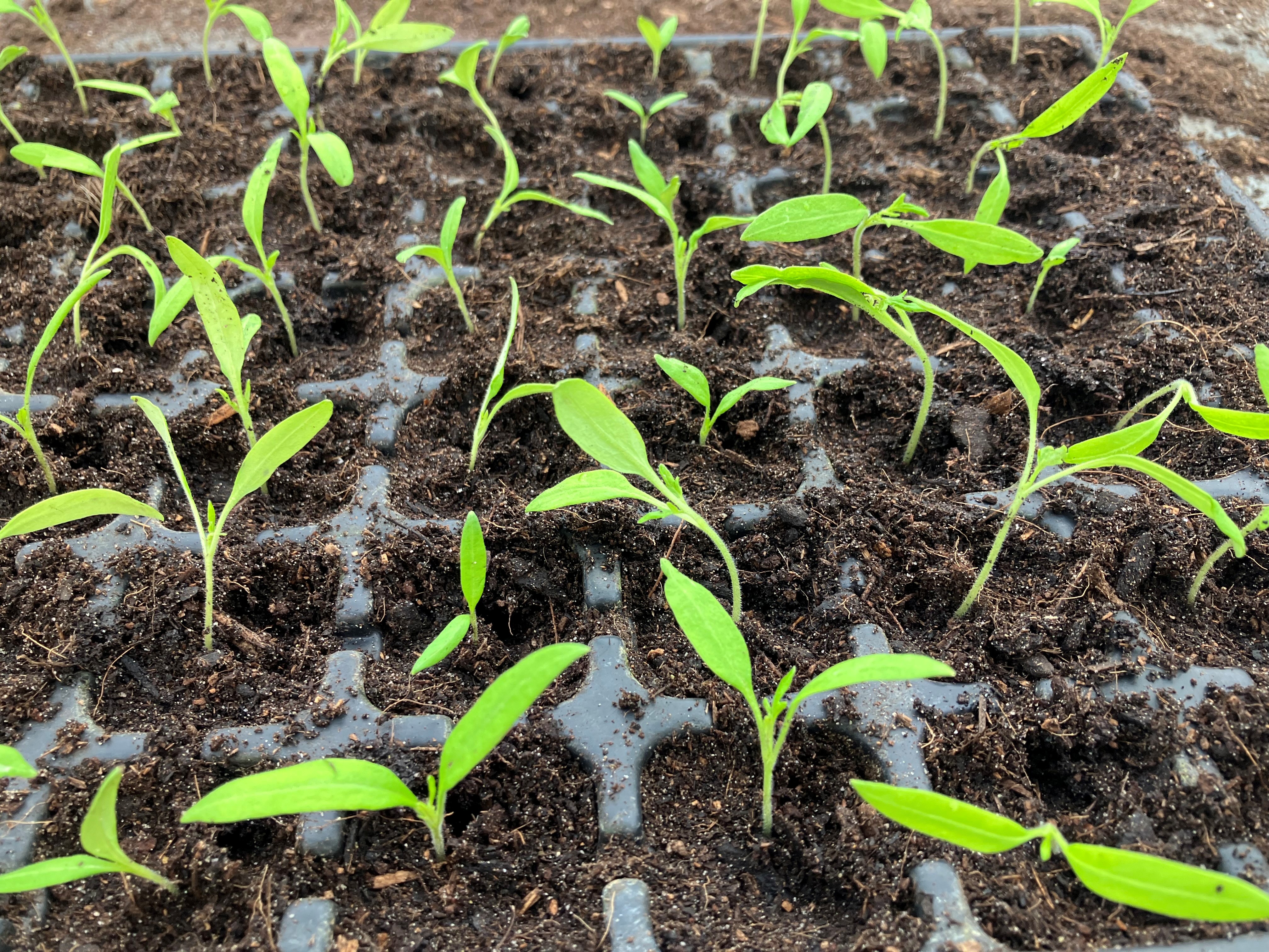 Comment faire ses plantons de poivrons, tomates et aubergines ?