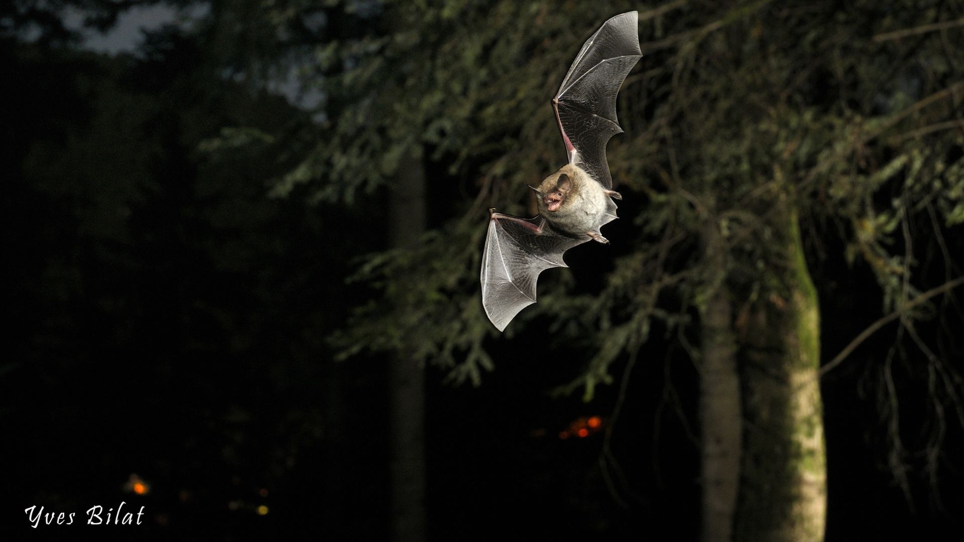 Hibernation des chauves-souris à la grotte de Réclère