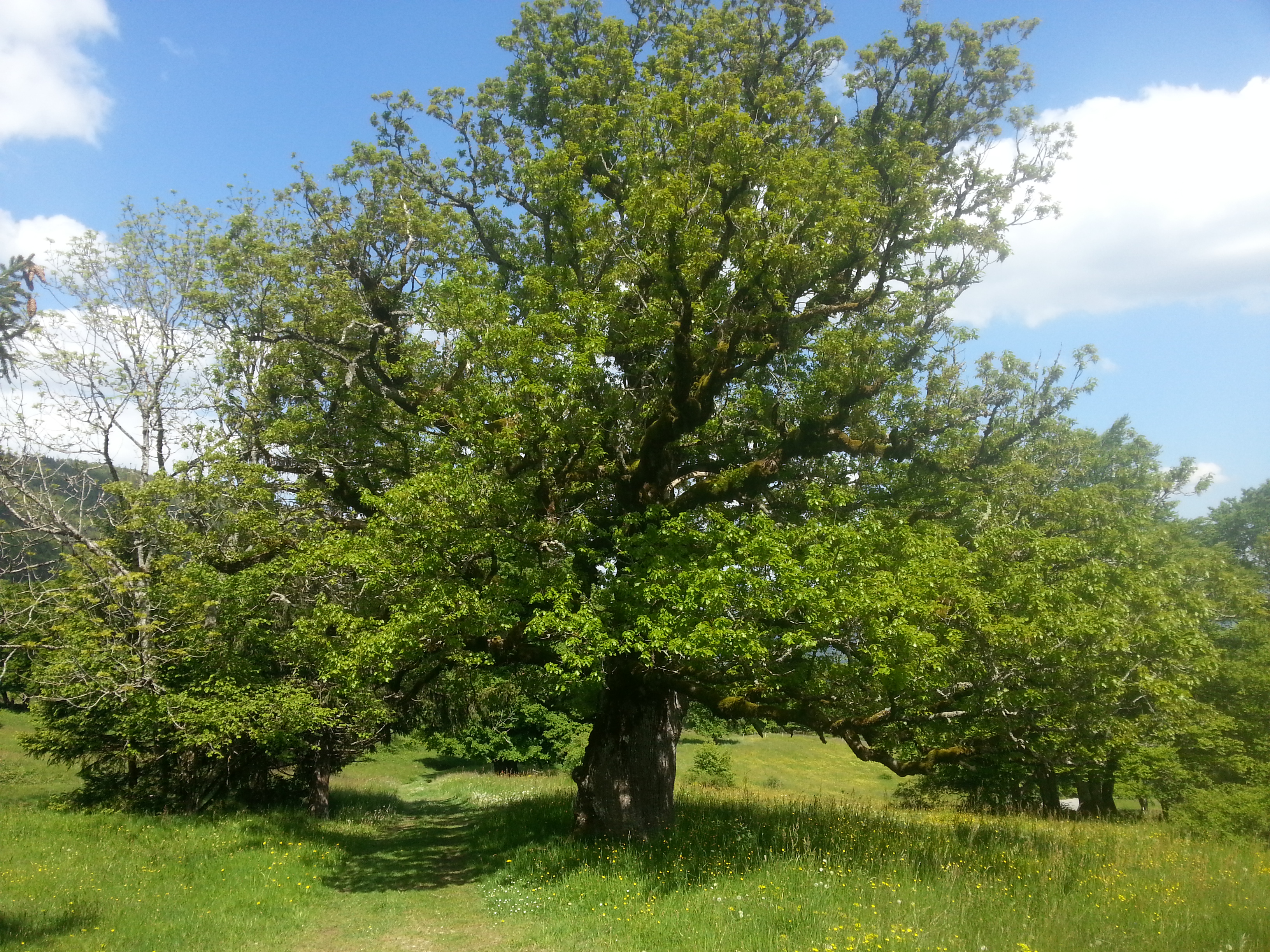 Les arbres, ces mystérieux géants