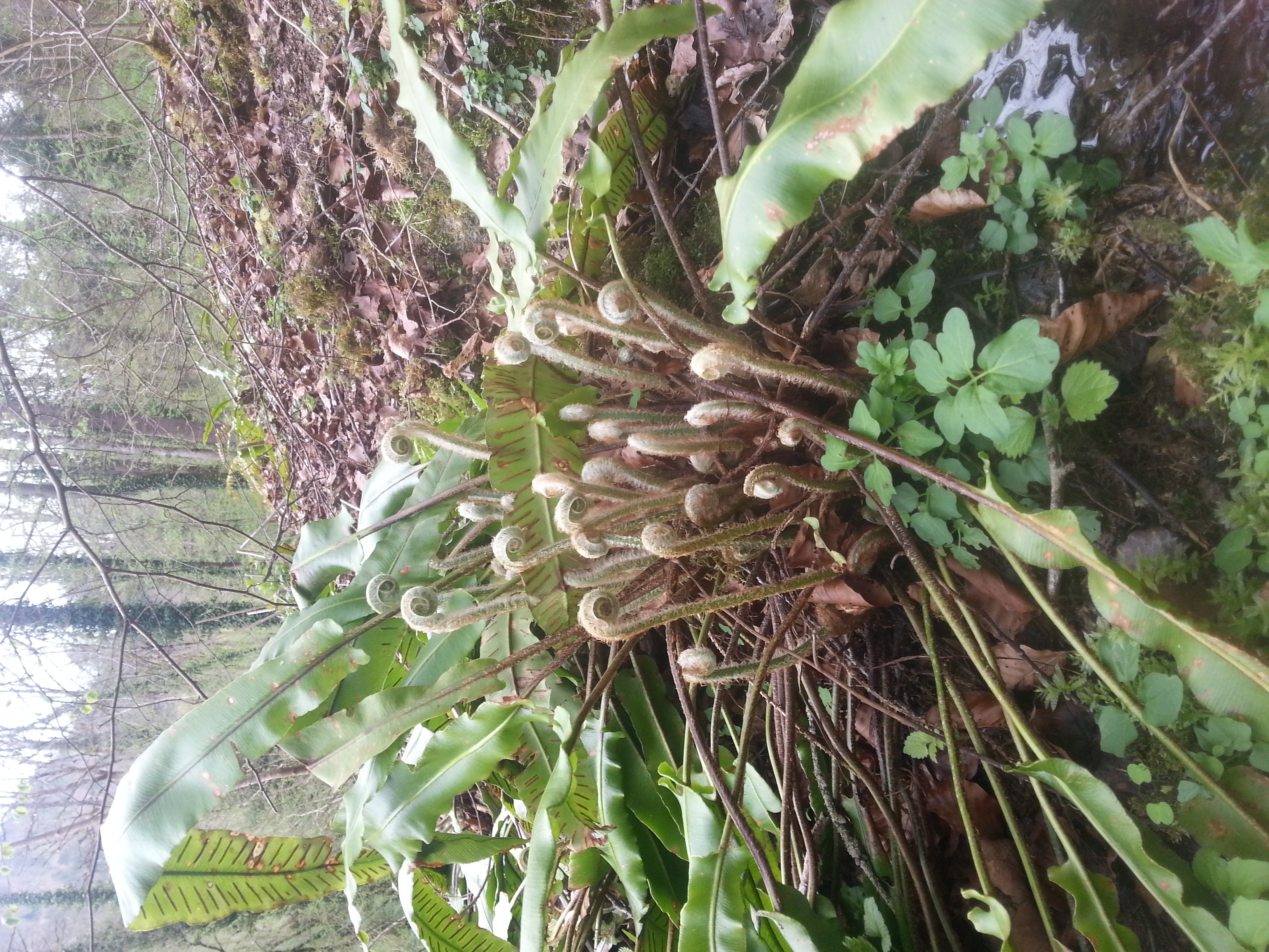 Les fougères, késako ?