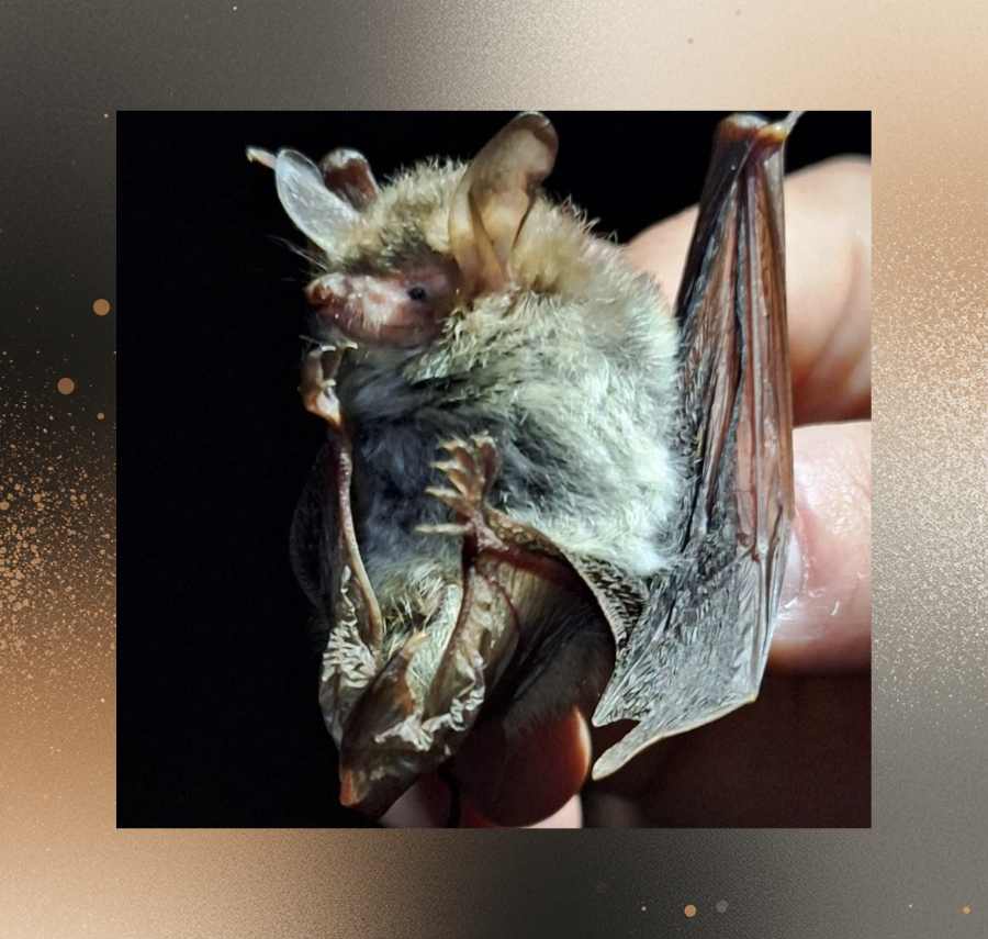 Recensement automnal de chauves-souris