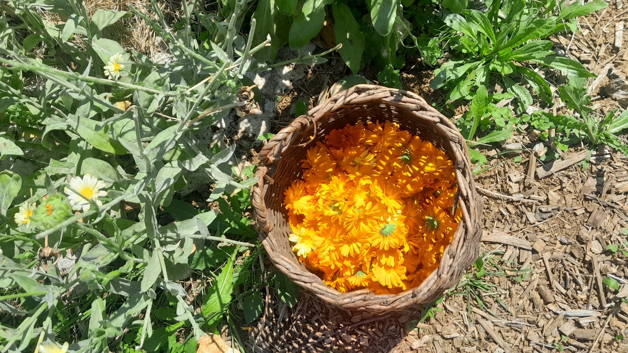 Ateliers d’herboristerie pour sorcières et sorciers de tout âge: la tisane
