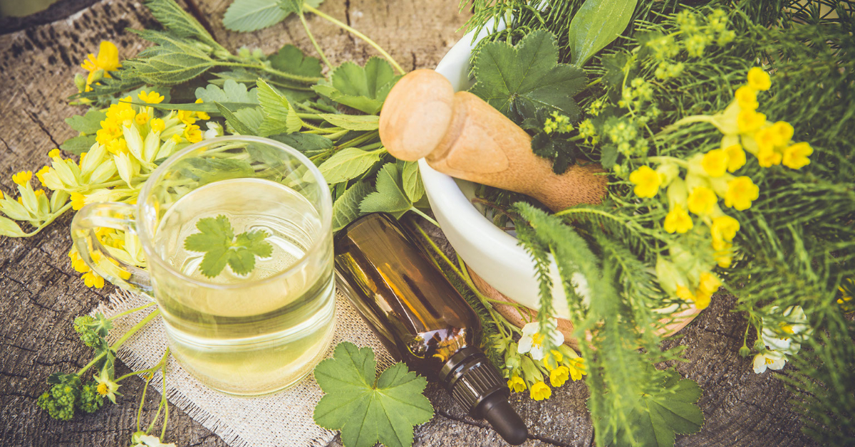 Balade découverte : les plantes médicinales