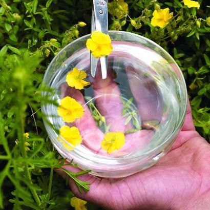 Fleurs de Bach : préparation d'un elixir