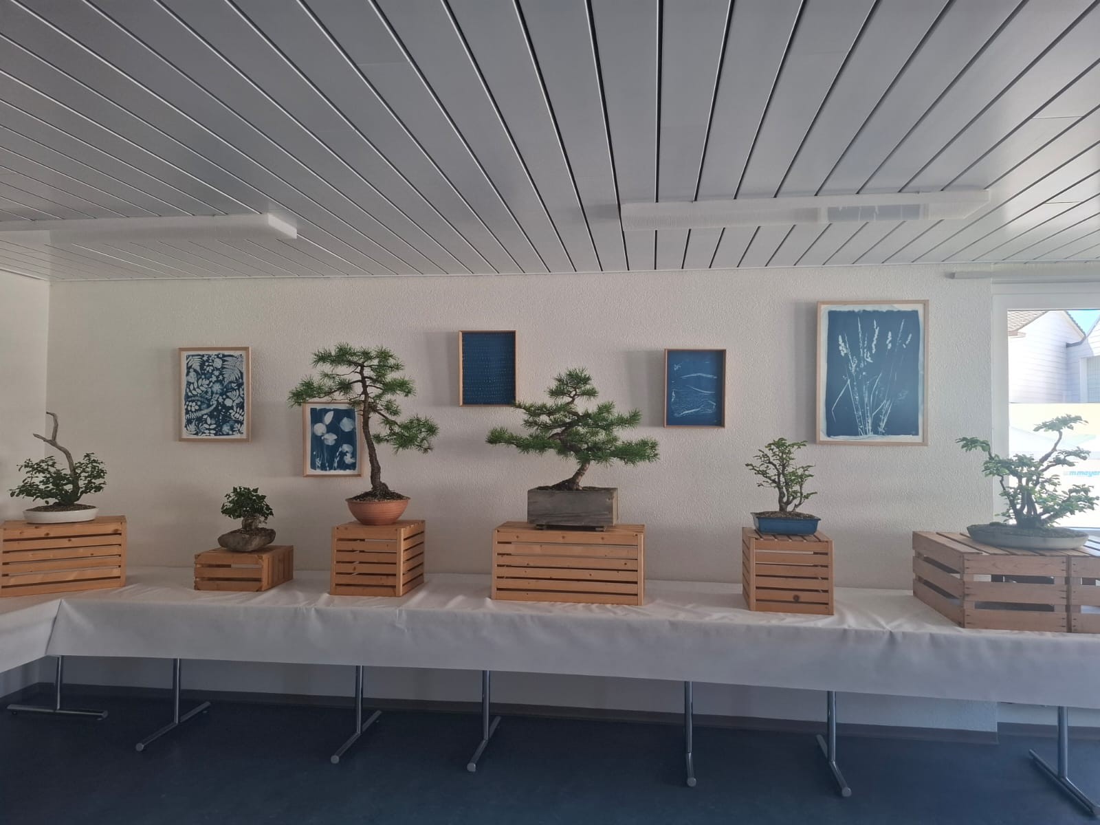 L’art du bonsaï : créez et cultivez votre arbre miniature