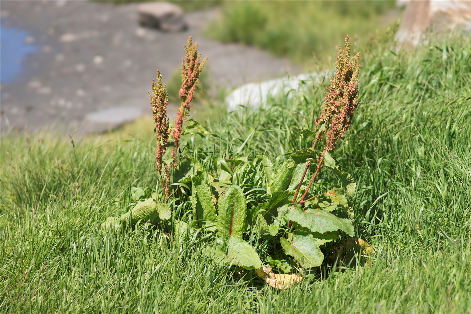 Les Rumex : de la diabolisation à l’assiette