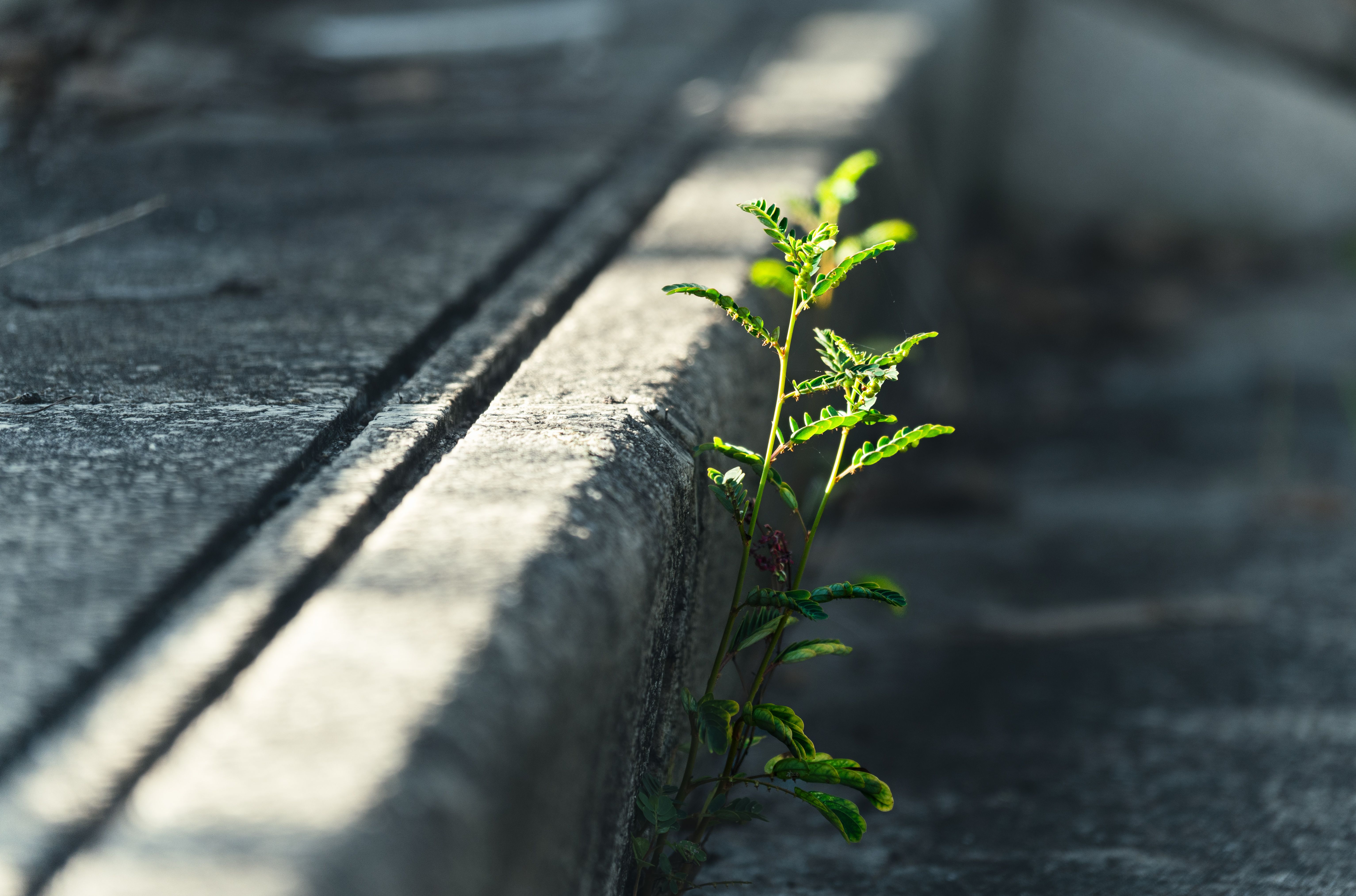La nature en ville