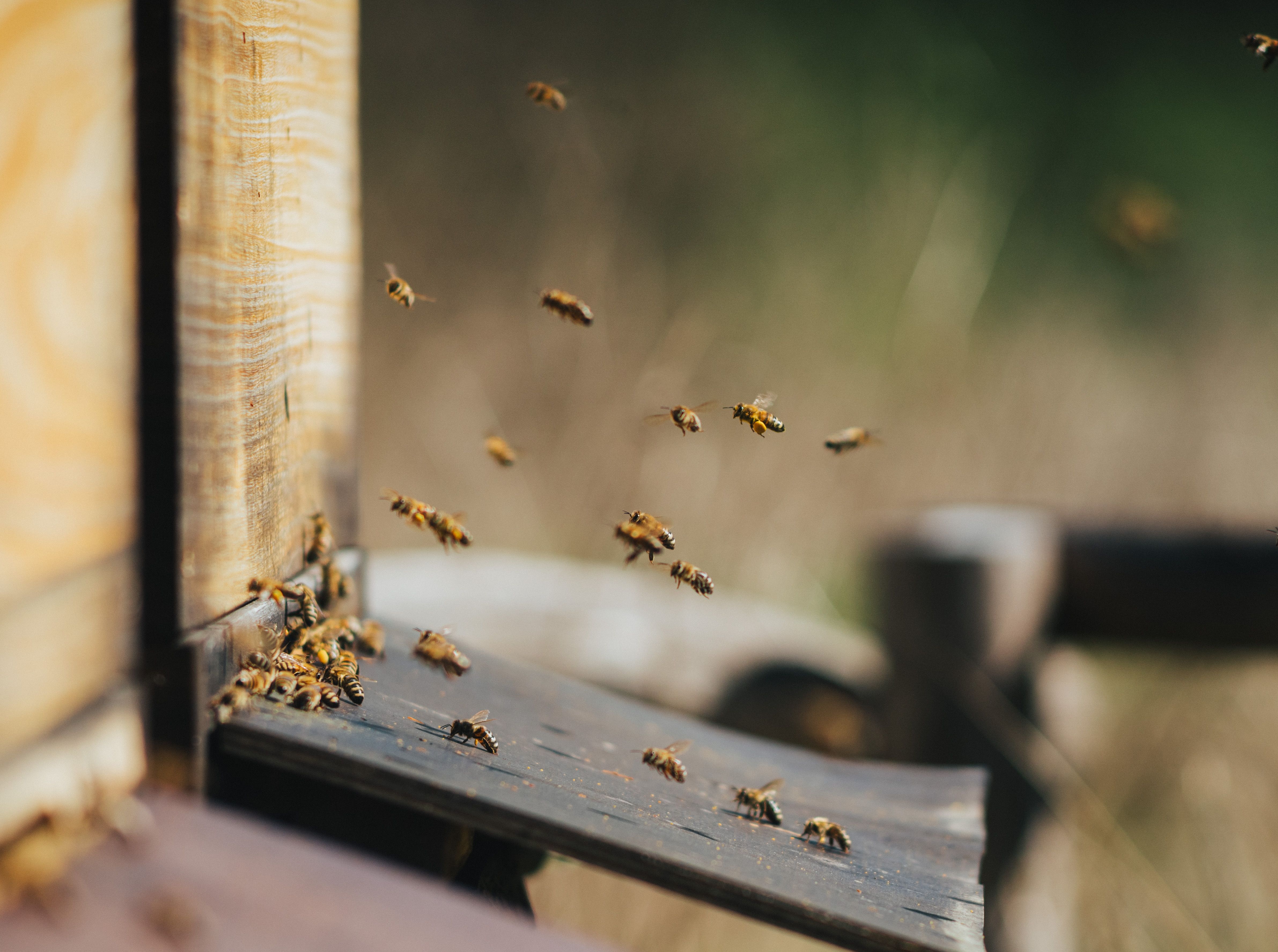 À la rencontre des abeilles