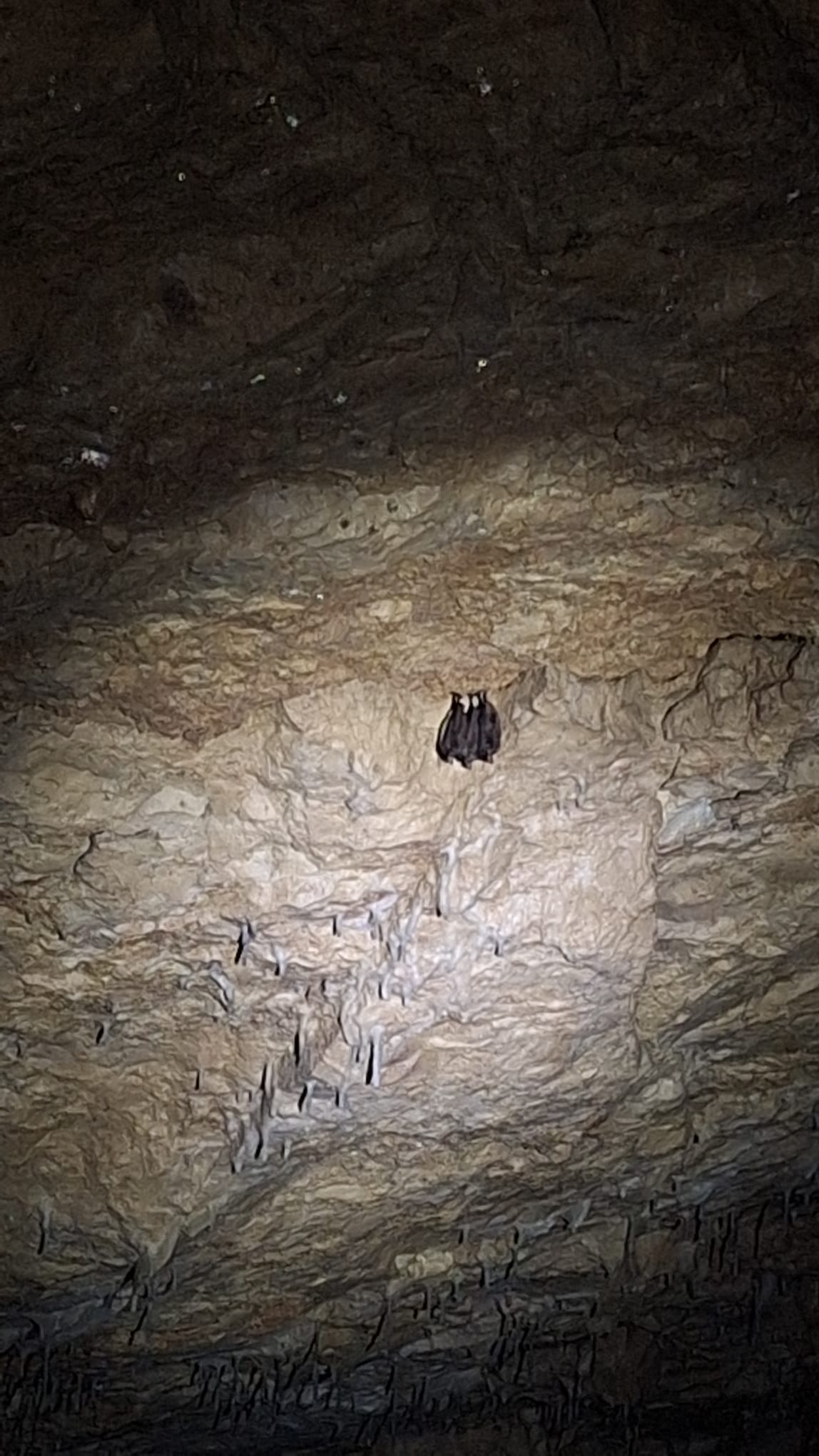 Hibernation des chauves-souris à la grotte de Réclère