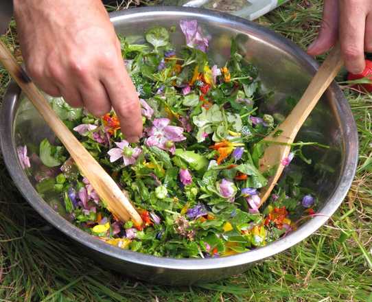 Petite balade et cuisine aux plantes sauvages