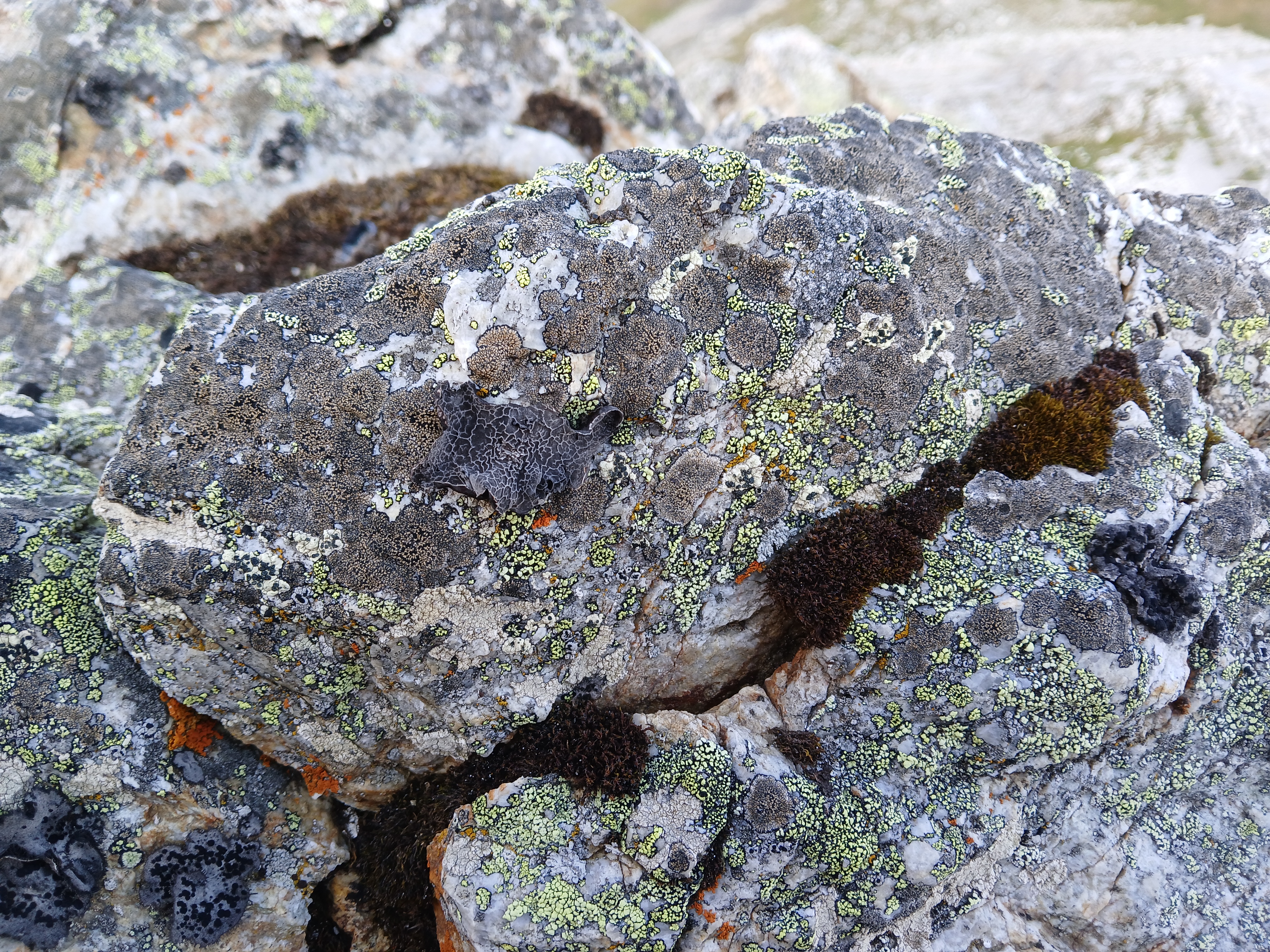 Balade découverte : les lichens